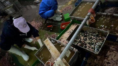 洗鹅肠用脚踩 污水中捞出死鸭 火锅中鸭肠你还敢吃吗